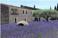 Musée de la Lavande - OFFICIEL l'art de la vraie lavande au coeur de la Provence. Publié le 25/12/10. COUSTELLET
